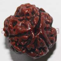 3 mukhi 24941 18mm